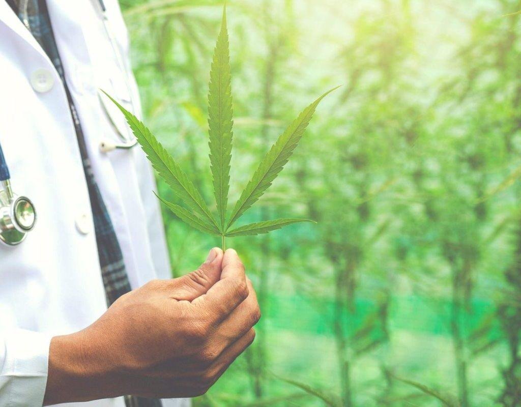 Canabidiol: Alertas e Cuidados ao Usar CBD 1 alertas e cuidados no consumo de canabidiol