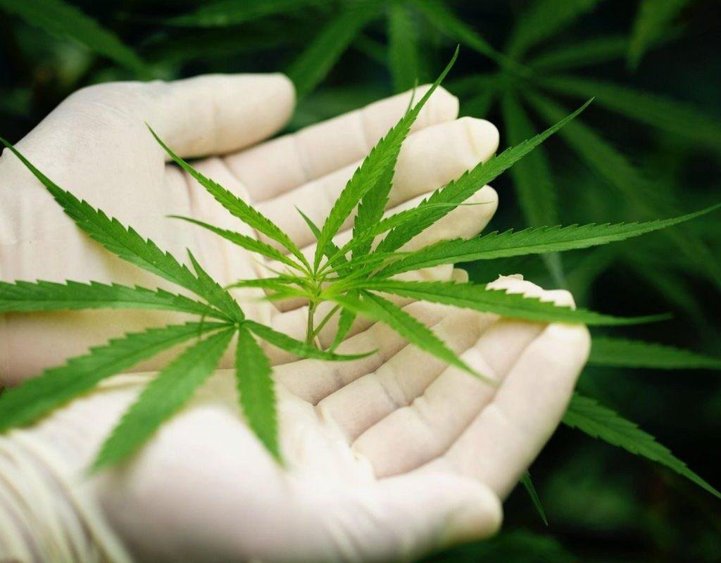 Legislação Brasileira: É Crime Plantar Cannabis? 1 plantação de maconha