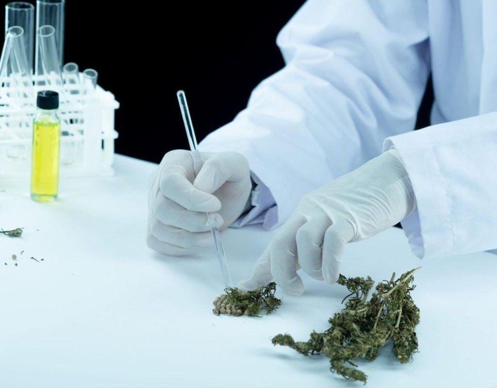 o efeito do cbd no cerebro