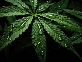 É proibido plantar maconha?