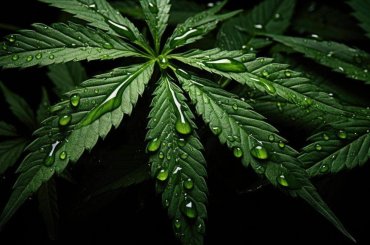 É proibido plantar maconha?