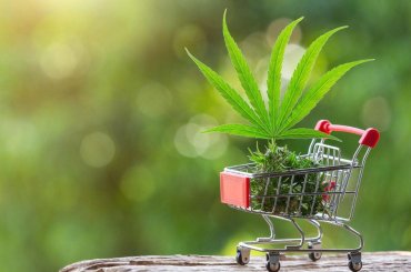 como comprar canabidiol